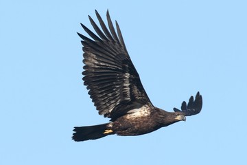 Bald Eagle (haliaeetus leucocephalus)