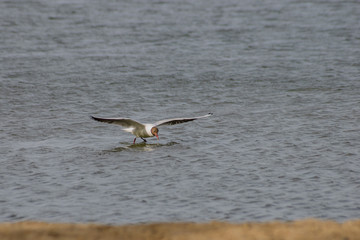 Lake Shartash.