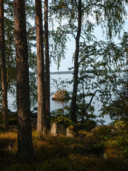 View through the thick Finnish forest on a lake