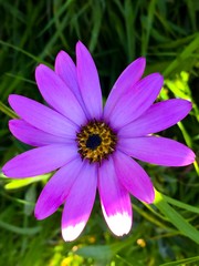 Obraz premium Summer country garden