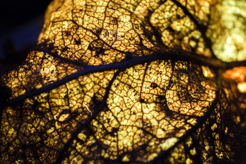 Last year's leaves