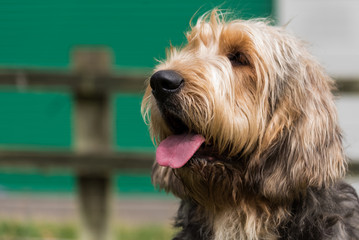 Portrait of Otterhound looking to the left with tongue out