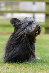 Small Black Skye Terrier sitting on lawn looking to the right