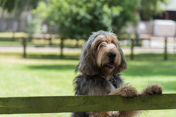 Large grey and cream coloured Otterhound standing with front feet on top of wooden fence looking...
