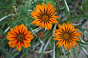 three sunflowers in the garden