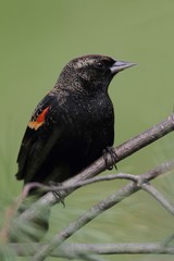 Male Red-winged Blackbird (Agelaius phoeniceus)