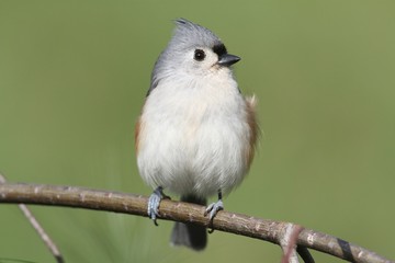 Titmouse On A Branch