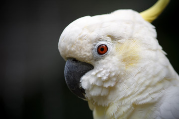 Cute white cockatoo close-up. Close-up portrait of a cockatoi. Exotic bird on a dark green...