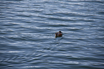 Small duck swims on the lake