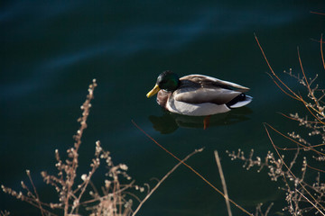 Duck on calming reflective lake with dried branches