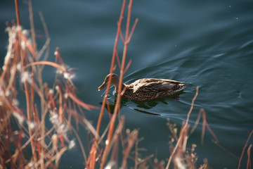 Duck swims on calming lake with blurred branches