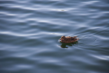 Duck is alone on calming lake