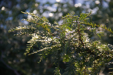 Pine branches with blurred background