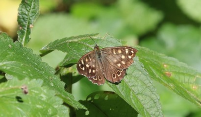 Woodland Brown butterfly, Lopinga achine, a rare visitor to Englnd, basks in the summer sunshine. © timbaldwin13