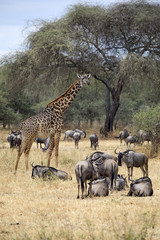 Wildebeest and giraffe in Tarangire national park, Tanzania - 165216944