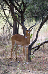 Beautiful Impala taken in Tarangire national park, Tanzania