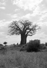 Baobab tree in Tarangire national park Tanzania, black and white image