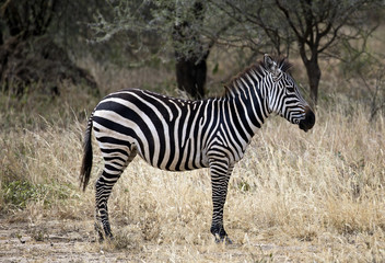 Fototapeta na wymiar Zebra taken in Tarangire national park, Tanzania