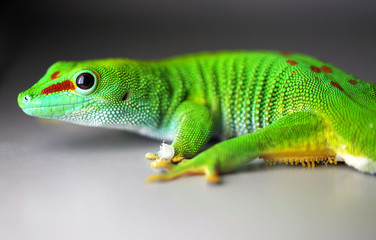 Gecko
