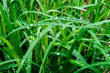 Water drops on green grass after the rain. Quebec, Canada.