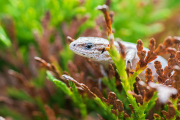 Lizard