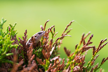 Lizard