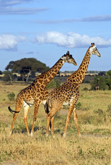 Beautiful giraffe in Tarangire national park, Tanzania