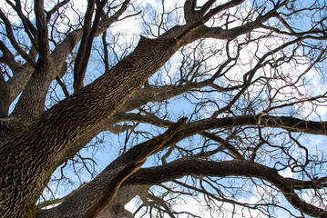 A oak trunk with the sky