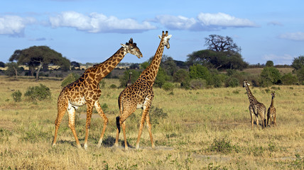 Beautiful giraffe in Tarangire national park, Tanzania