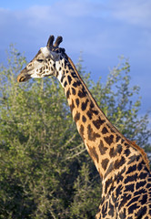 Naklejka na ściany i meble Beautiful giraffe in Tarangire national park, Tanzania