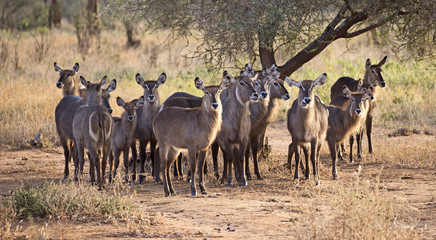 Herd of water bucks under a tree in Tarangire national park, Tanzania