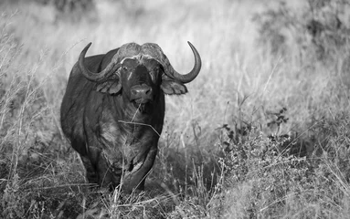 Keuken spatwand met foto Zwart-witte buffel in de savanne, Tanzania © gdvcom