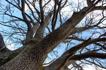 A oak trunk with the sky