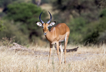 Beautiful Impala taken in Tarangire national park, Tanzania