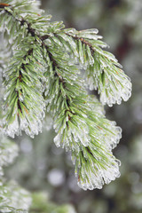 Pine branches covered with ice