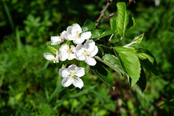 Apple flower