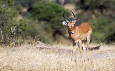 Naklejka na ściany i meble Beautiful Impala taken in Tarangire national park, Tanzania