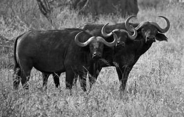 Black and white buffalo in the savannah, Tanzania