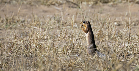 Little mongoose in Tarangire national park, Tanzania