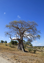 Baobab tree in Tarangire national park, Tanzania