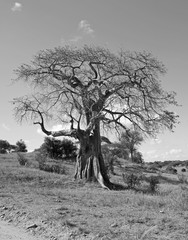 Baobab tree in Tarangire national park Tanzania, black and white image