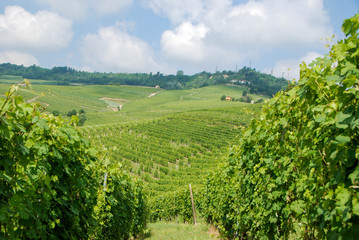 Fototapeta na wymiar Vineyards of Langhe, Piedmont - Italy