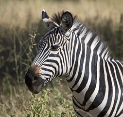 Fototapeta na wymiar Zebra taken in Tarangire national park, Tanzania