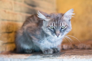 Gray cat looking forward
