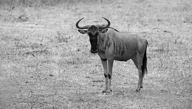 wildebeest in Tarangire national park Tanzania, black and white image