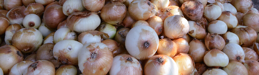   onion bulbs at the farmers market place