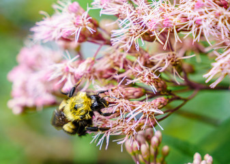 Bee on flowers