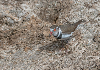 Three Banded Plover  a short-billed gregarious wading bird, typically found by water but sometimes frequenting grassland, tundra, and mountains.