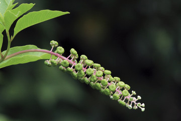 Racimo verde de hierba carmín, phytoloca americana