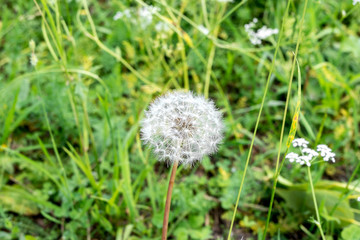 dandelion, blowball, taraxacum